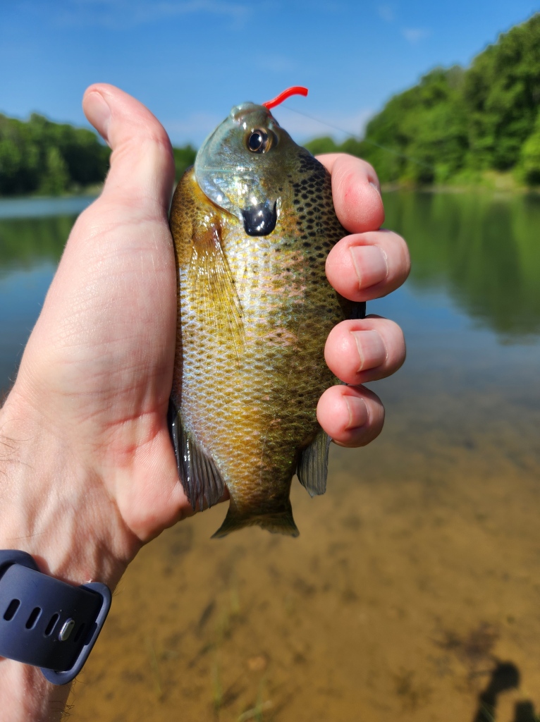 Gear: Squirmy worms for catching bluegill, sunfish, little